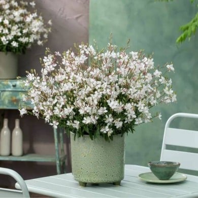 Gaura lindheimeri GAUDI® MEDIUM WHITE (Florensis)
