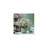 Gaura lindheimeri GAUDI® MEDIUM WHITE (Florensis)