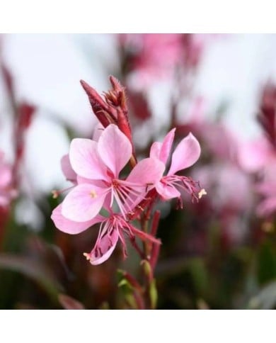 Gaura lindheimeri STEFFI BLUSH PINK (Danziger)