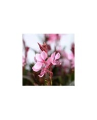 Gaura lindheimeri STEFFI BLUSH PINK (Danziger)