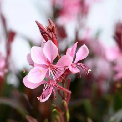 Gaura lindheimeri STEFFI BLUSH PINK (Danziger)