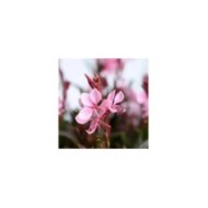 Gaura lindheimeri STEFFI BLUSH PINK (Danziger)
