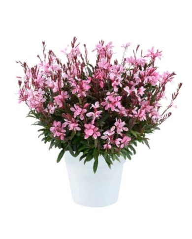 Gaura lindheimeri STEFFI BLUSH PINK (Danziger)