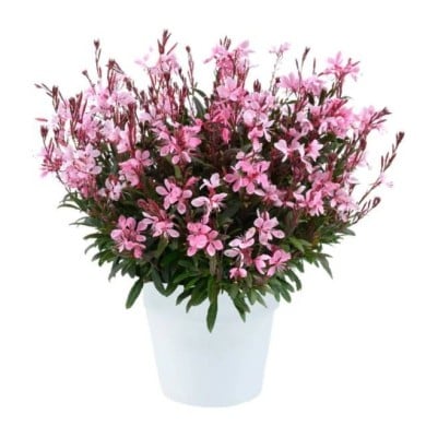 Gaura lindheimeri STEFFI BLUSH PINK (Danziger)