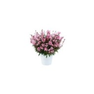 Gaura lindheimeri STEFFI BLUSH PINK (Danziger)