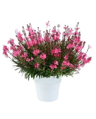 Gaura lindheimeri STEFFI DARK ROSE (Danziger)
