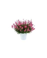 Gaura lindheimeri STEFFI DARK ROSE (Danziger)