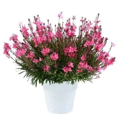 Gaura lindheimeri STEFFI DARK ROSE (Danziger)