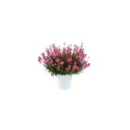 Gaura lindheimeri STEFFI DARK ROSE (Danziger)