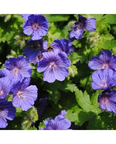 Geranium x johnsonii 'Johnson's Blue' (Mark / flickr.com)