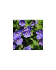 Geranium x johnsonii 'Johnson's Blue' (Mark / flickr.com)