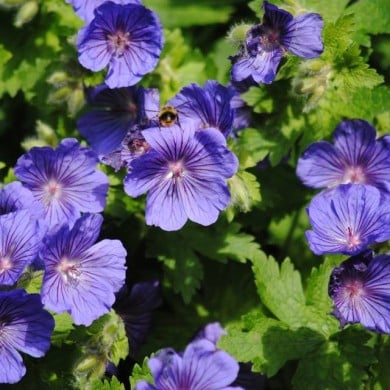 Geranium x johnsonii 'Johnson's Blue' (Mark / flickr.com)