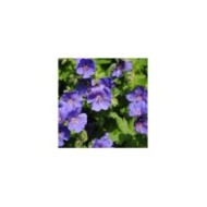 Geranium x johnsonii 'Johnson's Blue' (Mark / flickr.com)