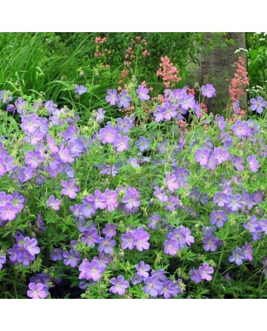Geranium x johnsonii 'Johnson's Blue' ( normanack / flickr.com)