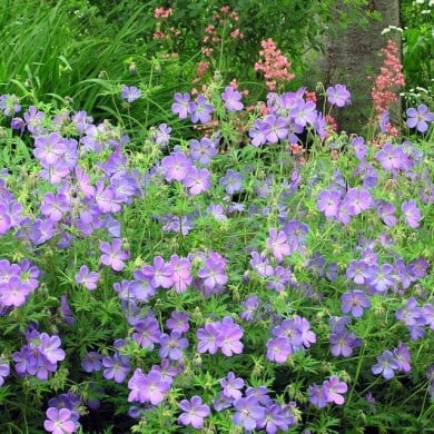 Geranium x johnsonii 'Johnson's Blue' ( normanack / flickr.com)