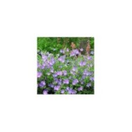 Geranium x johnsonii 'Johnson's Blue' ( normanack / flickr.com)
