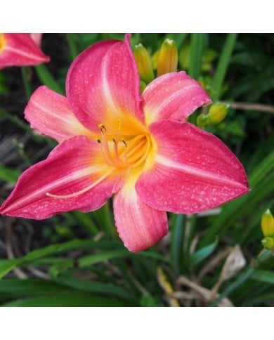 Hemerocallis 'Cherry Cheeks' (F. D. Richards / flickr.com)