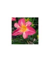 Hemerocallis 'Cherry Cheeks' (F. D. Richards / flickr.com)
