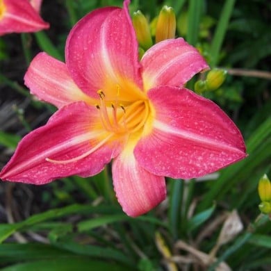 Hemerocallis 'Cherry Cheeks' (F. D. Richards / flickr.com)