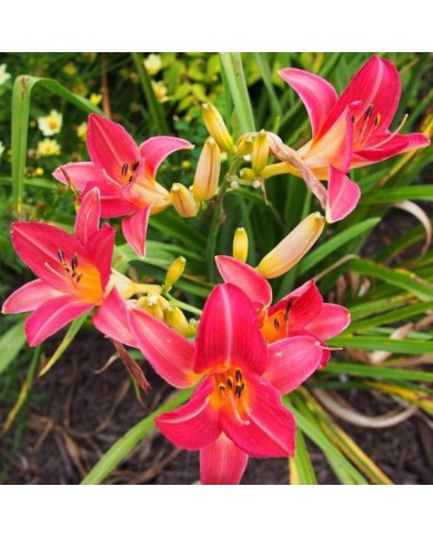 Hemerocallis 'Cherry Cheeks' (F. D. Richards / wikimedia.org)