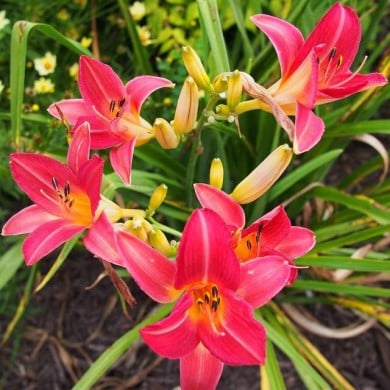 Hemerocallis 'Cherry Cheeks' (F. D. Richards / wikimedia.org)