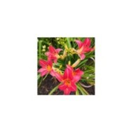 Hemerocallis 'Cherry Cheeks' (F. D. Richards / wikimedia.org)