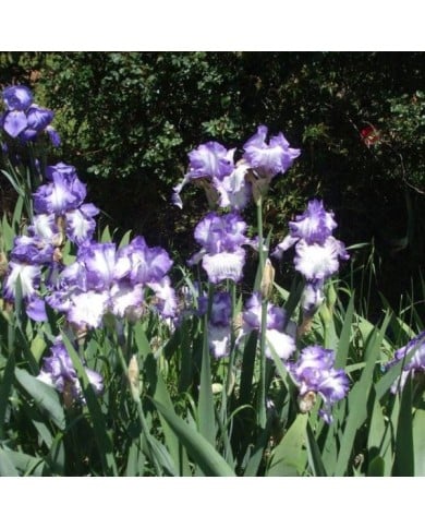 Iris des jardins 'Autumn Circus' (Vivian Evans / flickr.com)