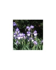 Iris des jardins 'Autumn Circus' (Vivian Evans / flickr.com)