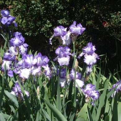 Iris des jardins 'Autumn Circus' (Vivian Evans / flickr.com)