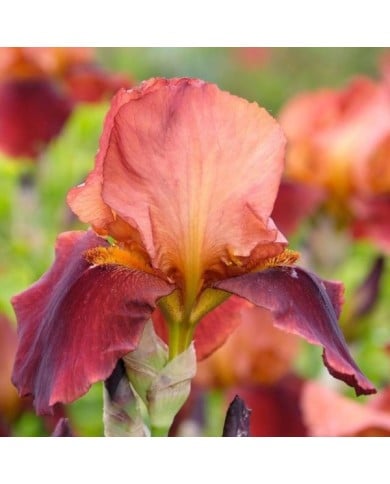Iris 'Natchez Trace' (Alexandra / Adobe Stock)