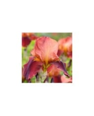 Iris 'Natchez Trace' (Alexandra / Adobe Stock)