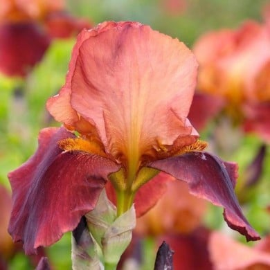 Iris 'Natchez Trace' (Alexandra / Adobe Stock)