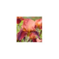 Iris 'Natchez Trace' (Alexandra / Adobe Stock)