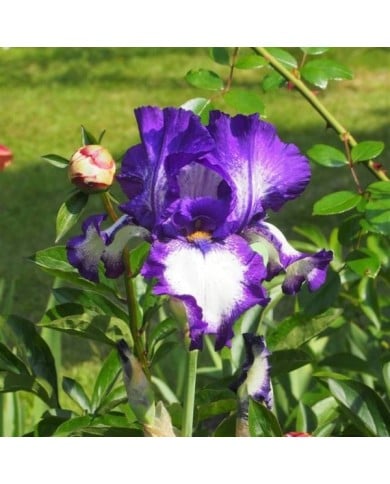 Iris 'Stepping Out' (Agnieszka Kwiecie? - Nova / wikimedia.org)
