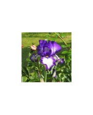 Iris 'Stepping Out' (Agnieszka Kwiecie? - Nova / wikimedia.org)
