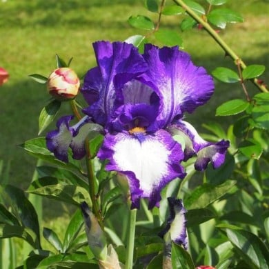 Iris 'Stepping Out' (Agnieszka Kwiecie? - Nova / wikimedia.org)