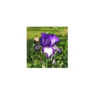 Iris 'Stepping Out' (Agnieszka Kwiecie? - Nova / wikimedia.org)