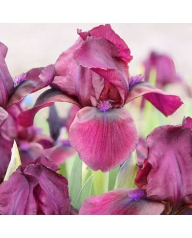 Iris 'Cherry Garden' (Cephas / wikimedia.org)