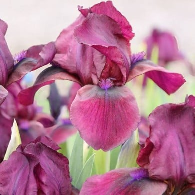 Iris 'Cherry Garden' (Cephas / wikimedia.org)