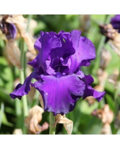 Iris 'Titan's Glory' (Alexandra / Adobe Stock)