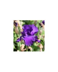 Iris 'Titan's Glory' (Alexandra / Adobe Stock)