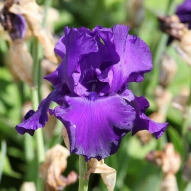 Iris 'Titan's Glory' (Alexandra / Adobe Stock)