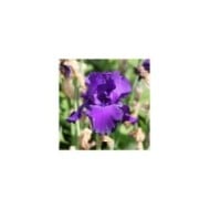 Iris 'Titan's Glory' (Alexandra / Adobe Stock)