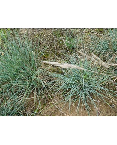 Koeleria glauca 
