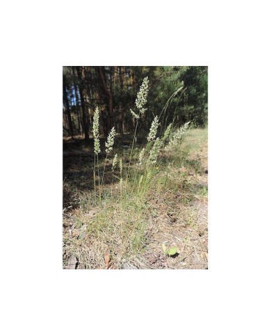 Koeleria glauca - épis
