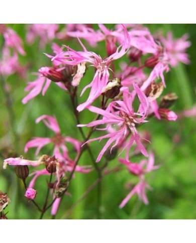 Lychnis flos-cuculi ou Silene flos-cuculi (Agnieszka Kwiecie? - Nova / wikimedia.org)