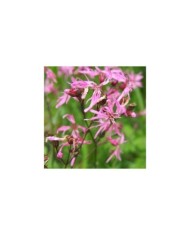 Lychnis flos-cuculi ou Silene flos-cuculi (Agnieszka Kwiecie? - Nova / wikimedia.org)