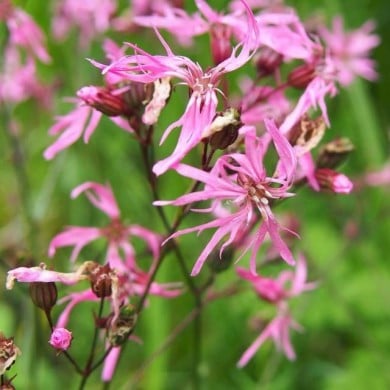 Lychnis flos-cuculi ou Silene flos-cuculi (Agnieszka Kwiecie? - Nova / wikimedia.org)