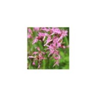 Lychnis flos-cuculi ou Silene flos-cuculi (Agnieszka Kwiecie? - Nova / wikimedia.org)