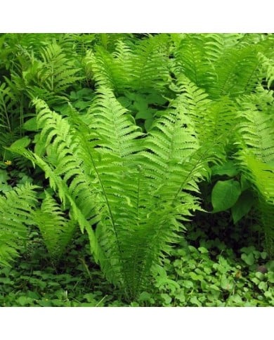 Matteucia struthiopteris - Fougère d'Allemagne (User:Vzb83 / wikimedia.org)